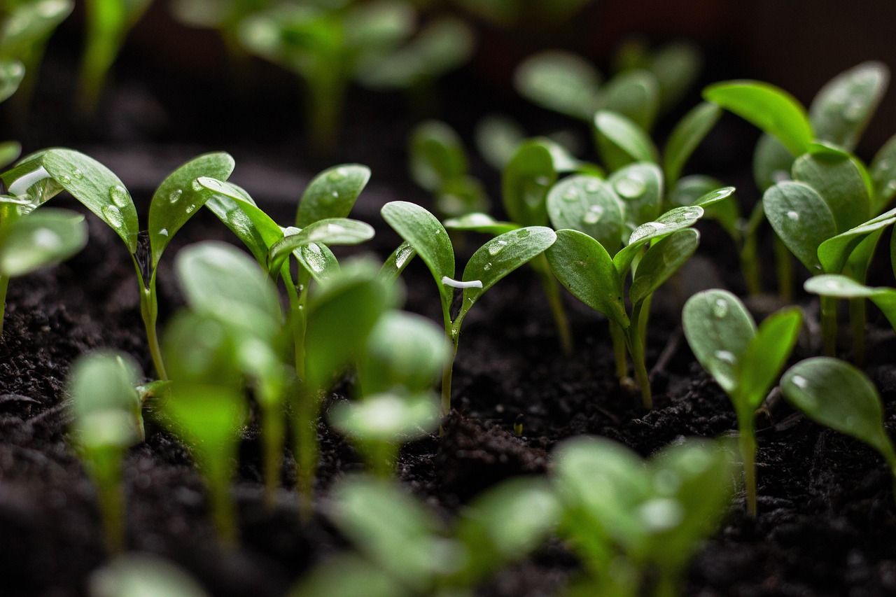 découvrez les pratiques d'agriculture durable pour préserver l'environnement, favoriser la biodiversité et assurer une production alimentaire responsable.
