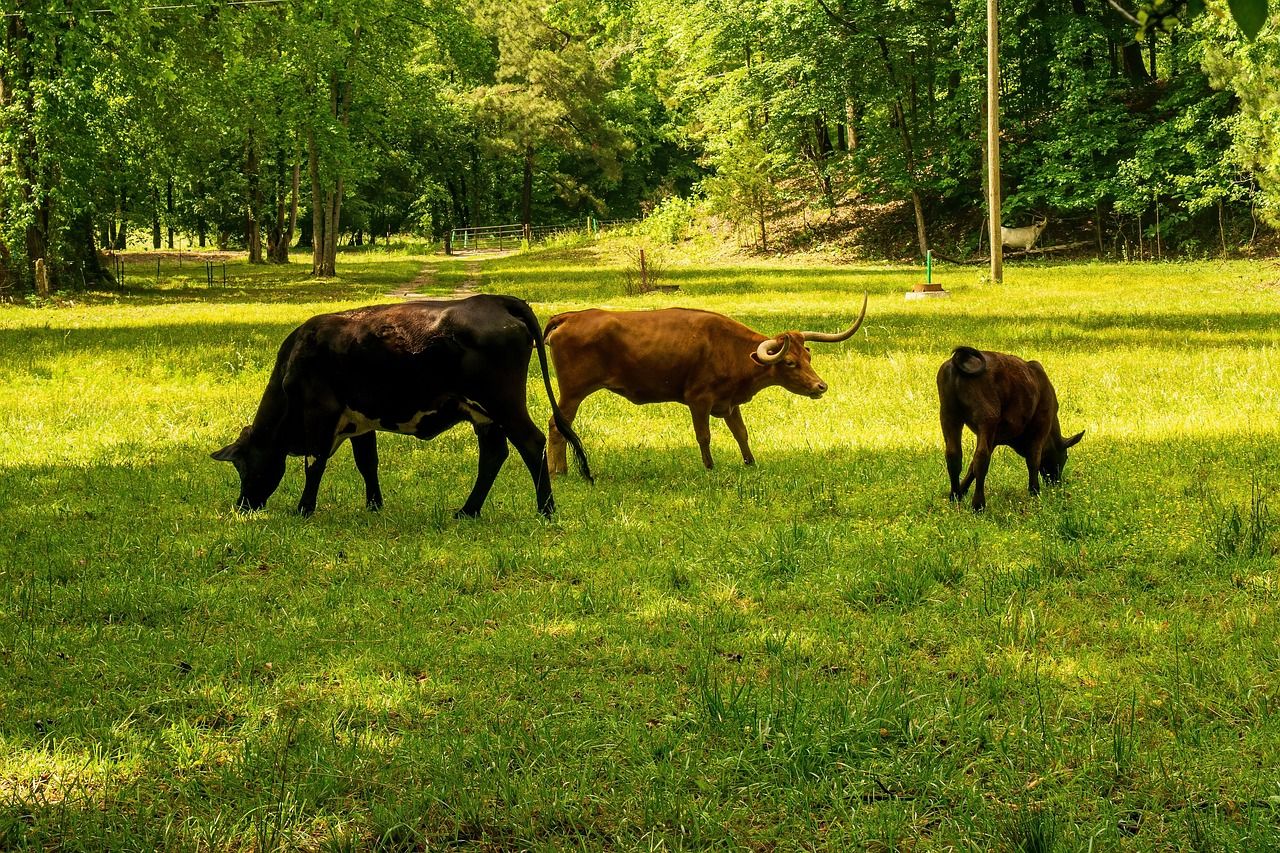 découvrez ce qu'est l'empreinte carbone, comment elle se calcule et quelles actions adopter pour la réduire. informez-vous sur son impact environnemental et les solutions pour un mode de vie plus durable.