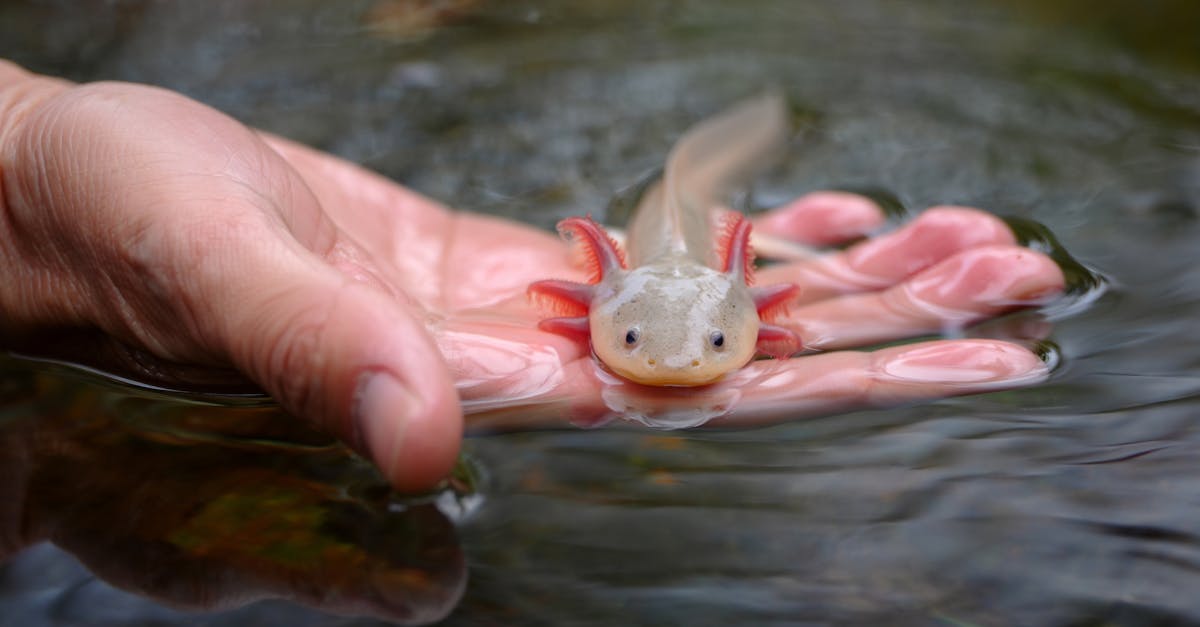 découvrez des stratégies efficaces pour la conservation de l'eau, des conseils pratiques pour réduire votre consommation quotidienne et l'importance de préserver cette ressource précieuse pour les générations futures.