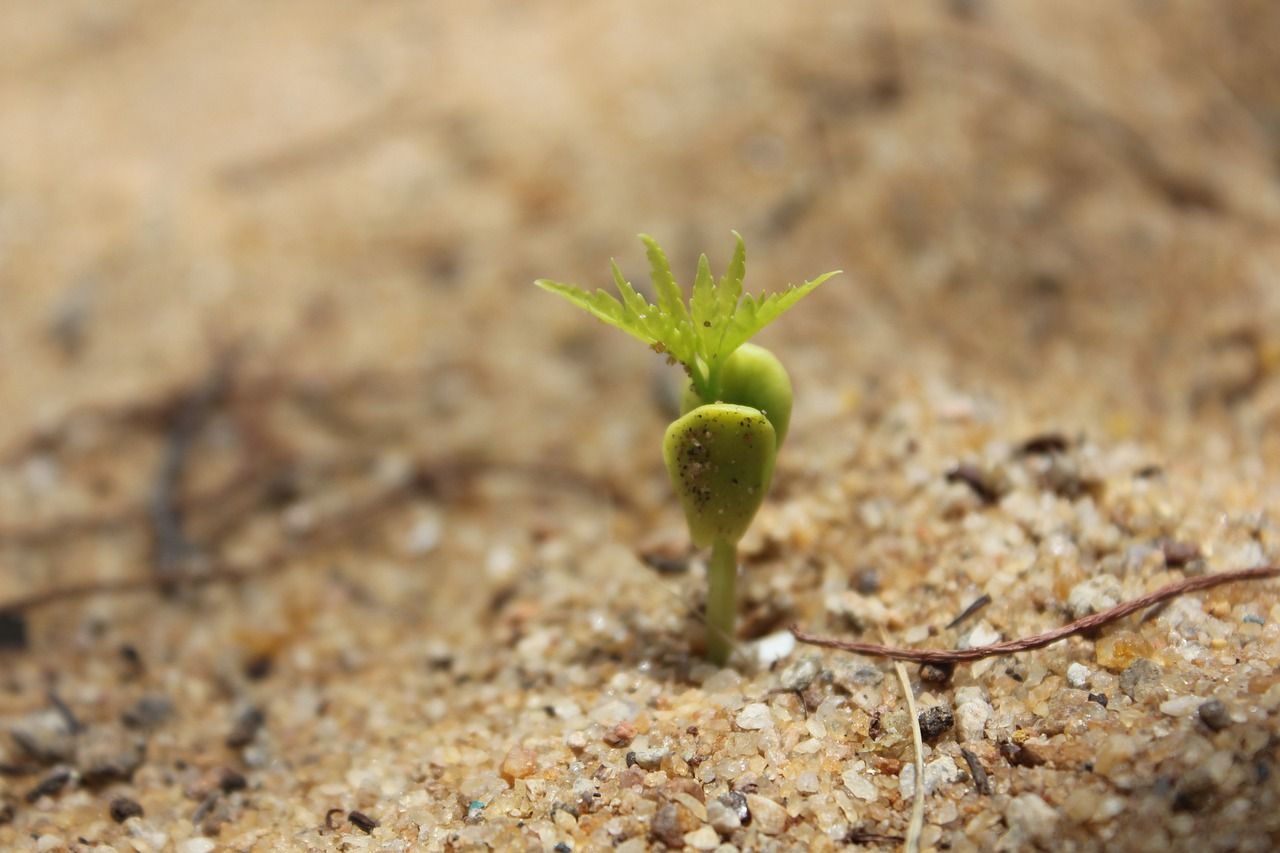 découvrez les étapes essentielles de la germination des graines et apprenez comment favoriser leur croissance pour un jardin réussi.