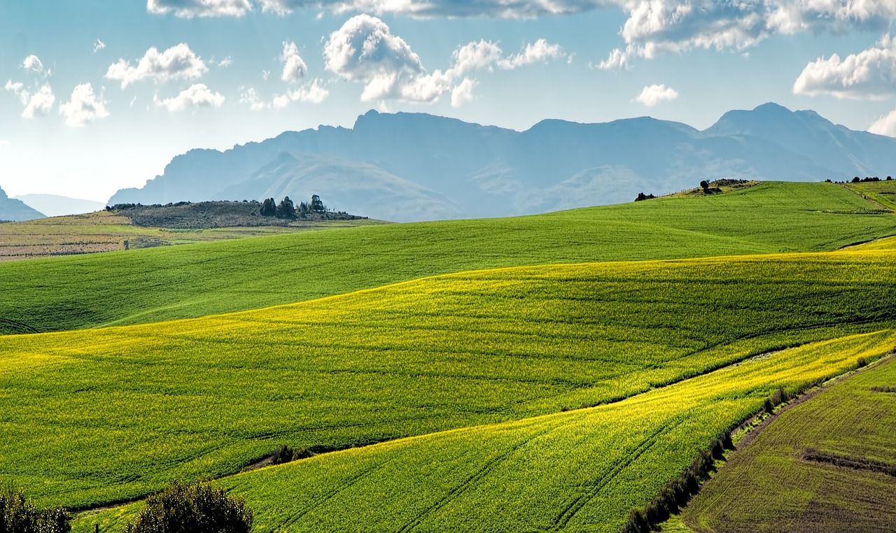 explorez l'agriculture urbaine, une pratique innovante qui transforme les villes en espaces agricoles durables. découvrez les bienfaits de cultiver des plantes en milieu urbain, du jardinage vertical aux fermes sur les toits, et participez à la création de communautés plus vertes et résilientes.