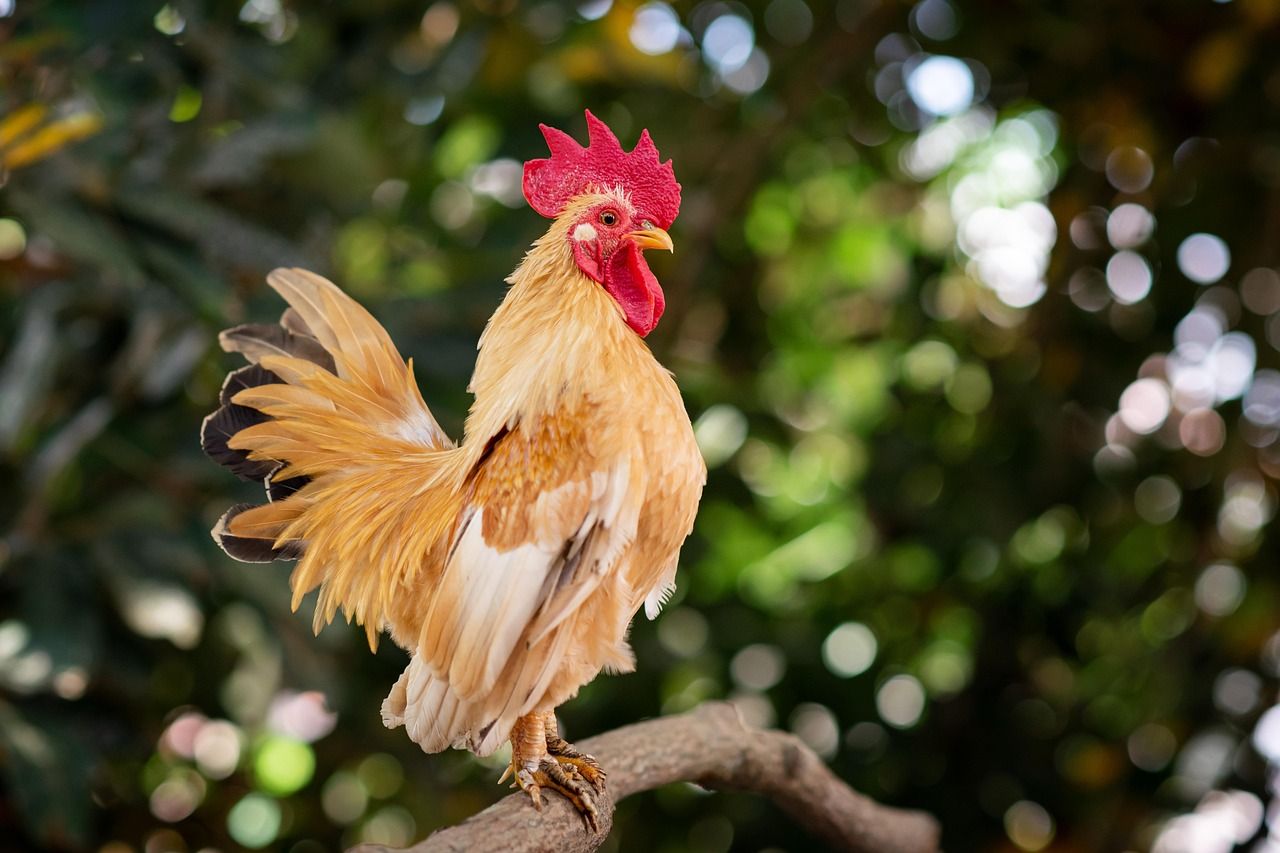 découvrez l'univers fascinant de l'agriculture urbaine avec notre guide complet sur les fermes urbaines. apprenez comment cultiver des fruits et légumes en milieu citadin, tout en contribuant à la durabilité environnementale et en renforçant les liens communautaires. transformez votre espace urbain en un oasis verdoyant grâce à nos conseils pratiques et inspirants.