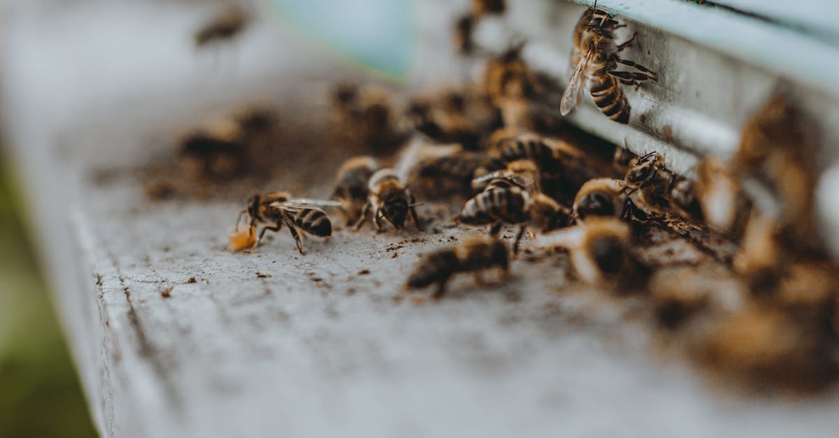 découvrez des solutions innovantes pour un habitat durable. explorez des techniques de construction écologiques, des matériaux respectueux de l'environnement et des idées pour réduire votre empreinte carbone tout en créant un espace de vie harmonieux et responsable.
