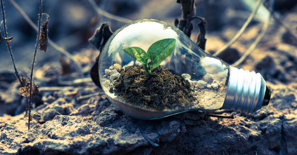 découvrez comment le développement durable transforme notre société en alliant croissance économique, protection de l'environnement et justice sociale. explorez des pratiques innovantes et des solutions pour un avenir meilleur.