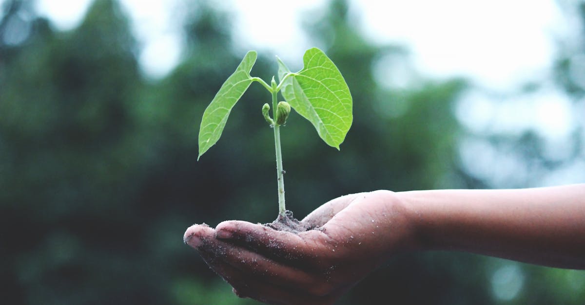 découvrez comment adopter des pratiques durables pour préserver l’environnement, réduire votre empreinte écologique et contribuer à un avenir plus responsable grâce à des conseils, actualités et innovations sur la sustainability.