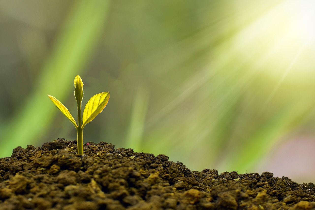 découvrez comment intégrer la durabilité dans vos projets et votre quotidien pour un avenir respectueux de l'environnement.