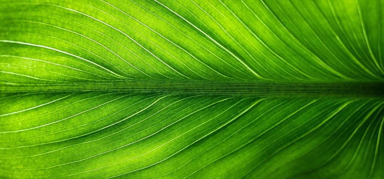 découvrez les avantages des subventions vertes : un soutien financier pour promouvoir des initiatives écologiques et durables. apprenez comment ces aides peuvent transformer vos projets en solutions respectueuses de l'environnement.