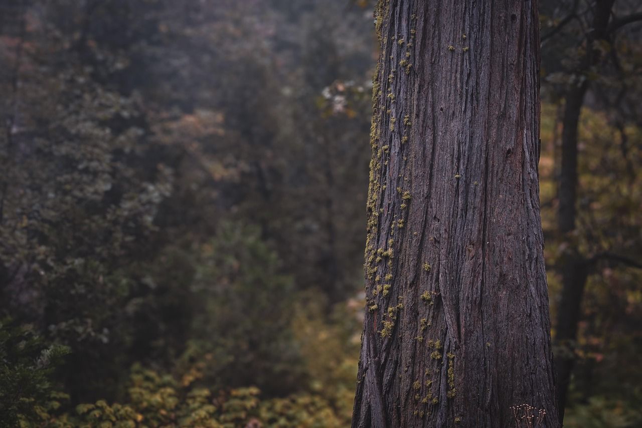 découvrez nos services d'aménagement paysager et d'entretien d'arbres pour sublimer votre espace extérieur avec expertise et passion.