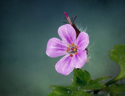 Nîmes : L’Université se mobilise pour l’environnement avec la création d’une micro-forêt pour diminuer son empreinte carbone