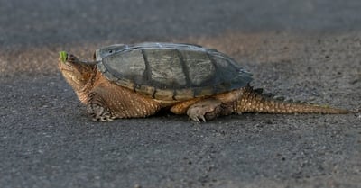 Habitats naturels : Comprendre l’importance de la biodiversité