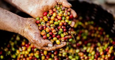 Changement agro-alimentaire : Quelles sont les nouvelles tendances pour une alimentation durable ?