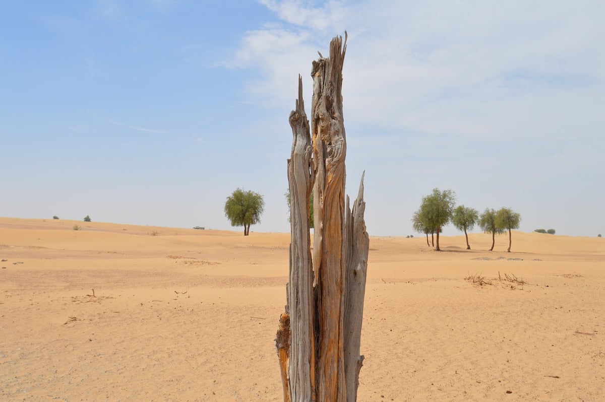 À l’aube de la COP30, des nations exploitent les forêts pour masquer leur empreinte carbone