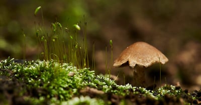 Réserve naturelle : préservation de la biodiversité et protection des écosystèmes