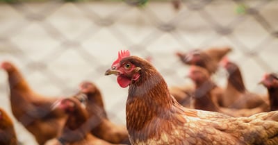 Agriculture extensible : les clés pour une production durable et efficace
