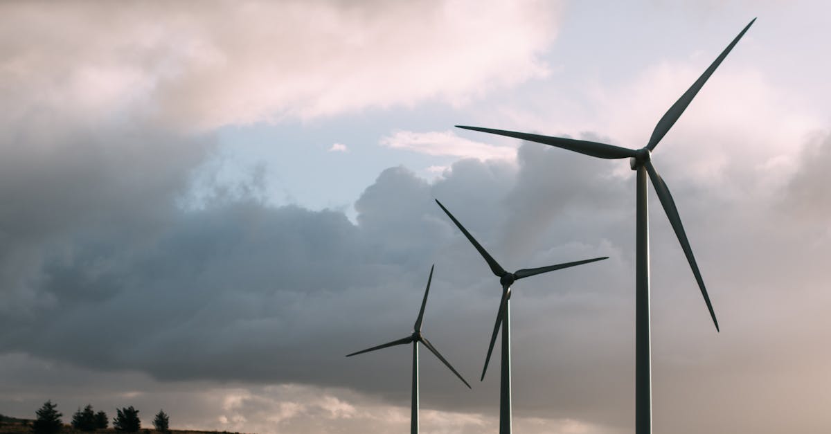 Conseil en développement durable : stratégies efficaces pour un avenir écologique