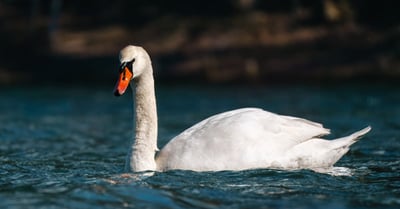 Biodiversité : comprendre son importance pour l’équilibre des écosystèmes