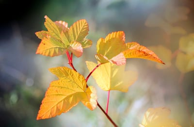 Les potagers : acteurs ou coupables du désastre climatique ?