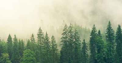 Réformes écologiques : Vers une transition durable pour notre planète