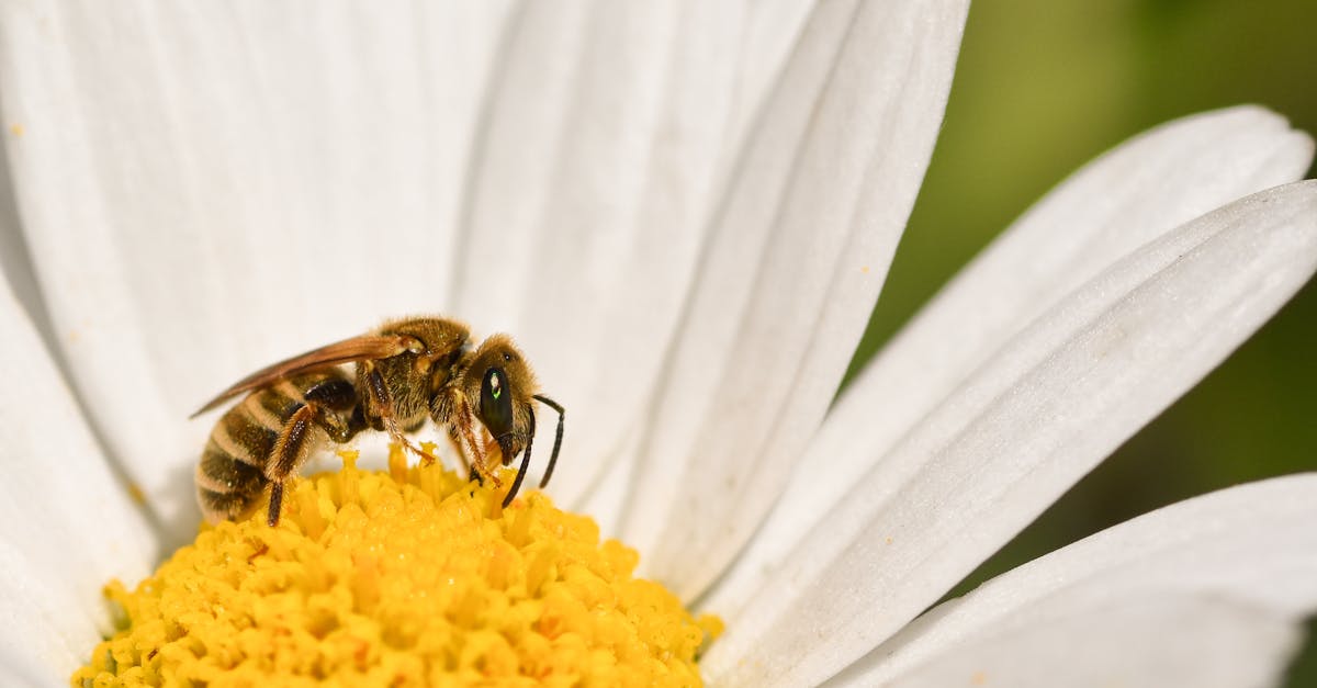 Ressources en biodiversité : Pourquoi elles sont essentielles pour l’avenir de notre planète