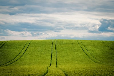 « On nous prenait pour des fous » : le pari audacieux des Bretons qui cultivent la vanille en France