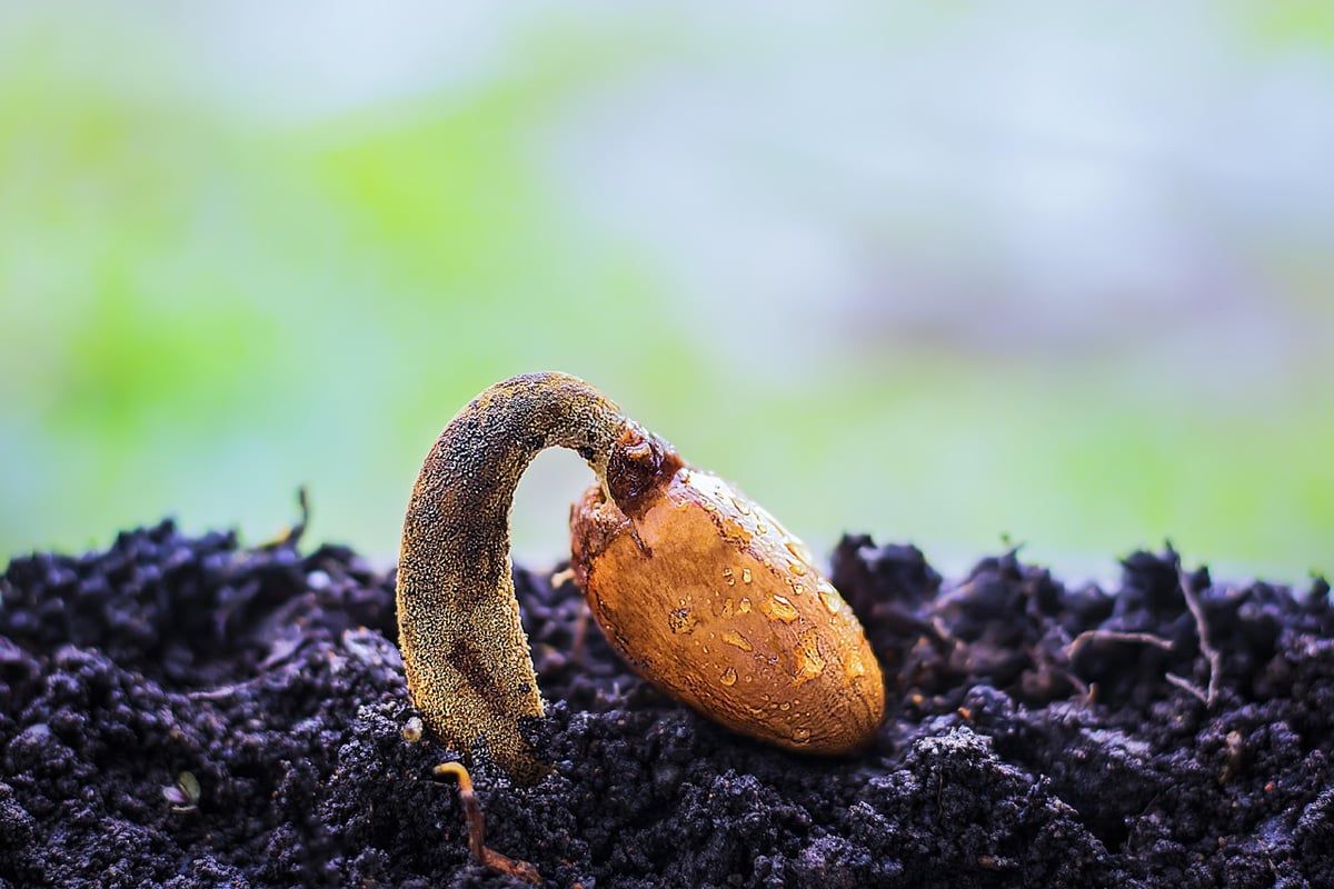 Une graine cultivée dans ma cuisine pendant une semaine : découvrez la transformation qui m’a fascinée