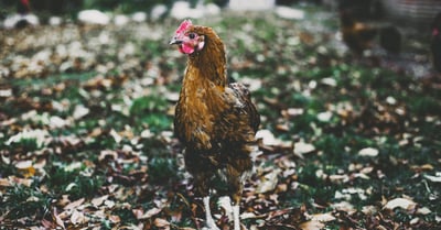 Permaculture : Guide complet pour un jardin autonome et durable