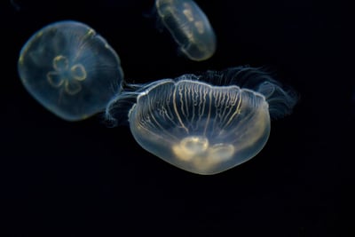 L’océan face au dérèglement climatique : un réservoir de carbone étonnamment résilient