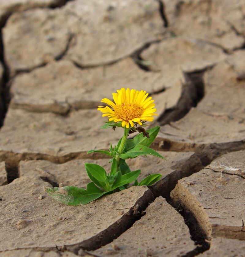 découvrez comment renforcer la résilience agricole pour assurer la sécurité alimentaire face aux défis climatiques et économiques.